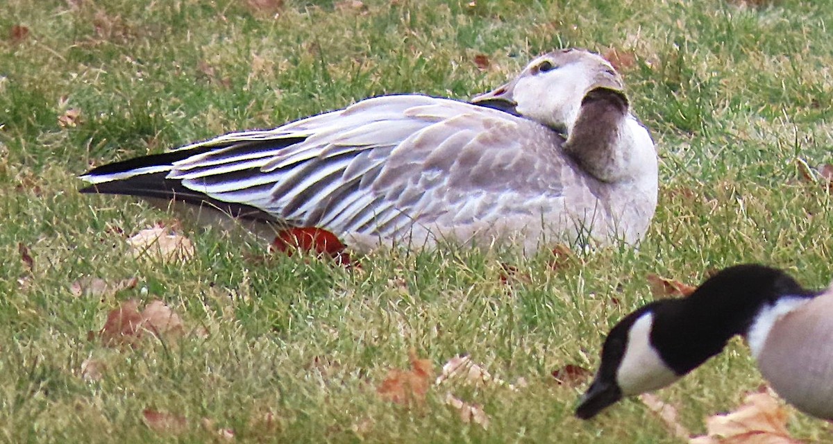 Snow Goose - ML646711396