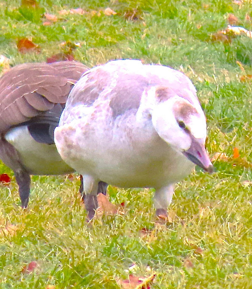 Snow Goose - ML646711397