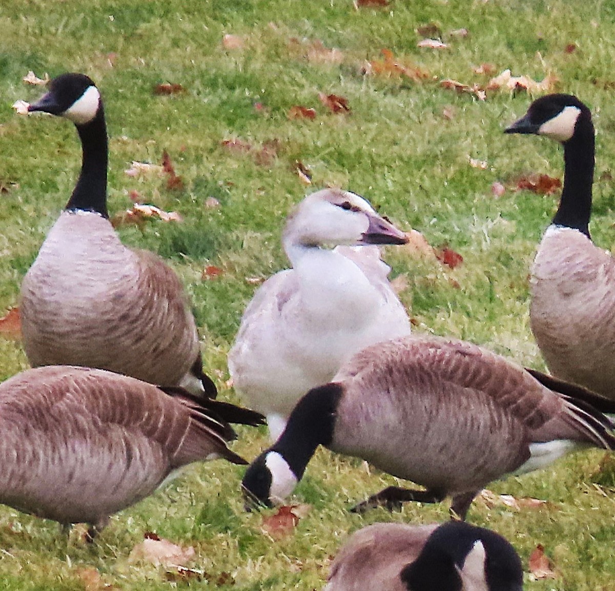 Snow Goose - ML646711398
