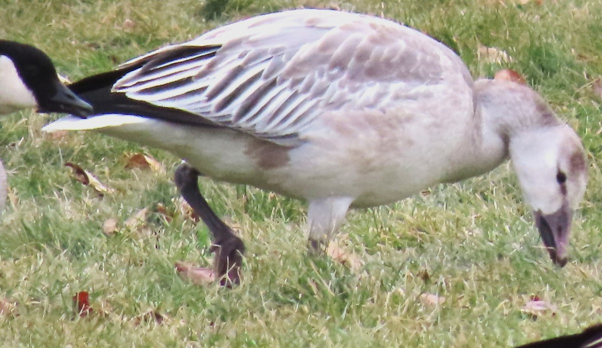 Snow Goose - ML646711399