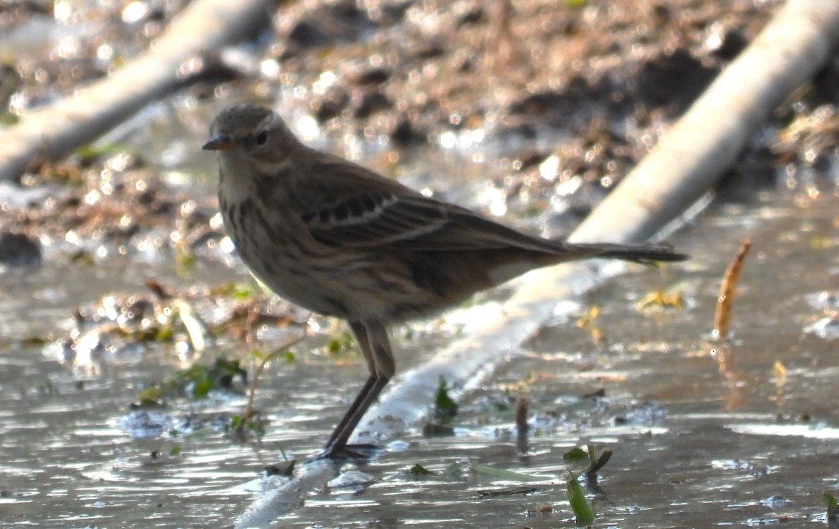 水鷚 - ML646711400