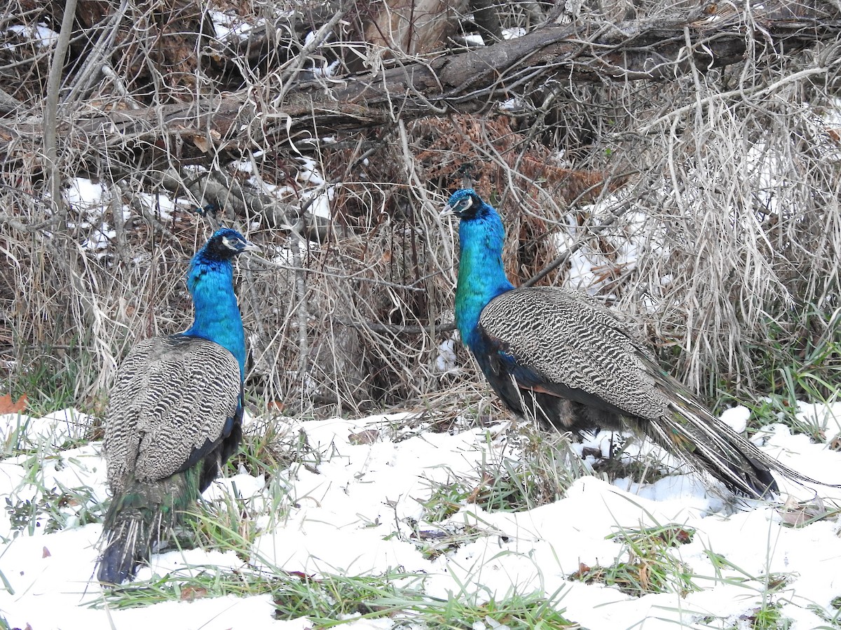 藍孔雀 - ML646711401