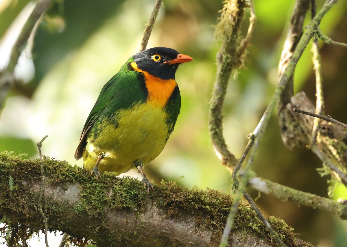 Orange-breasted Fruiteater - ML646711402