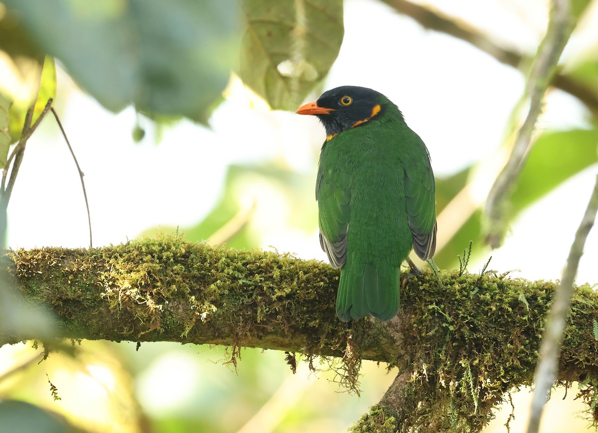 Orange-breasted Fruiteater - ML646711403