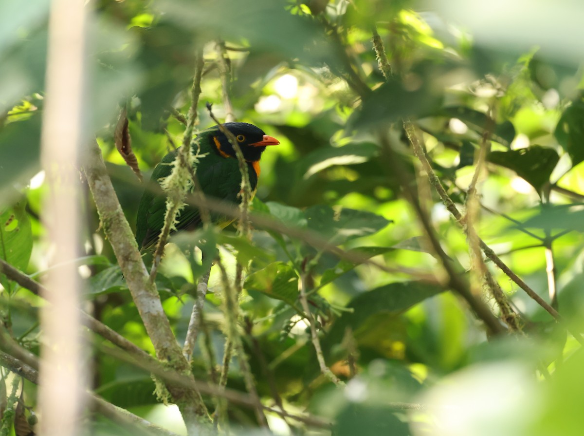 Orange-breasted Fruiteater - ML646711405