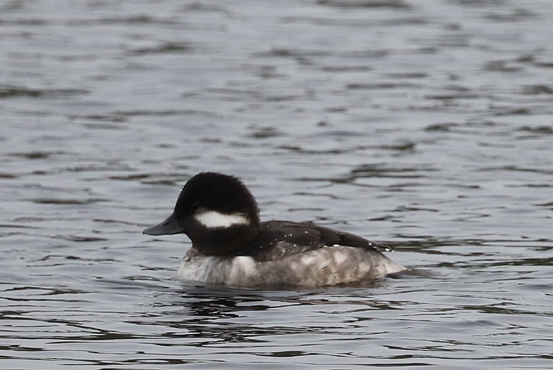 Bufflehead - ML646711406