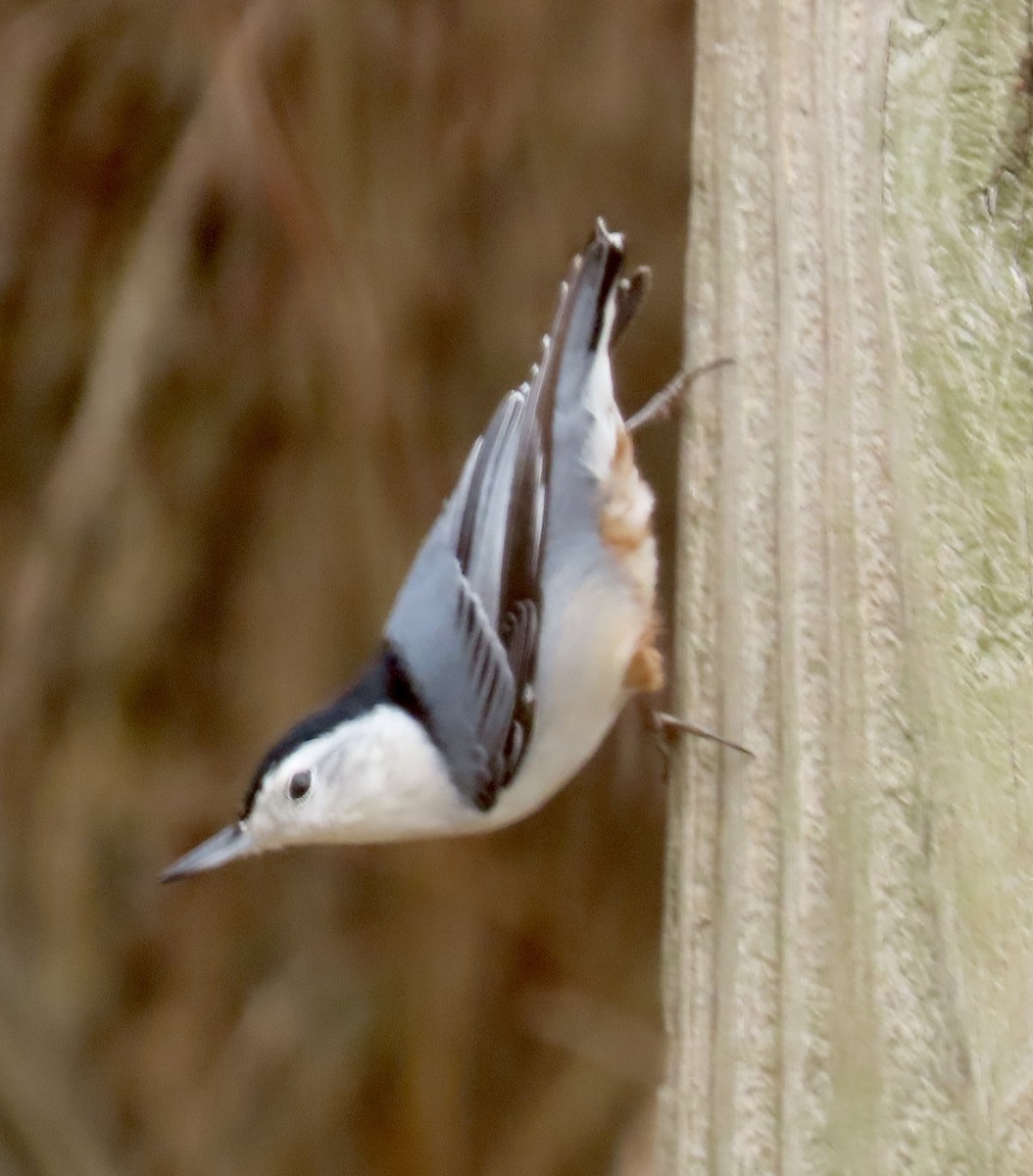 White-breasted Nuthatch - ML646711408