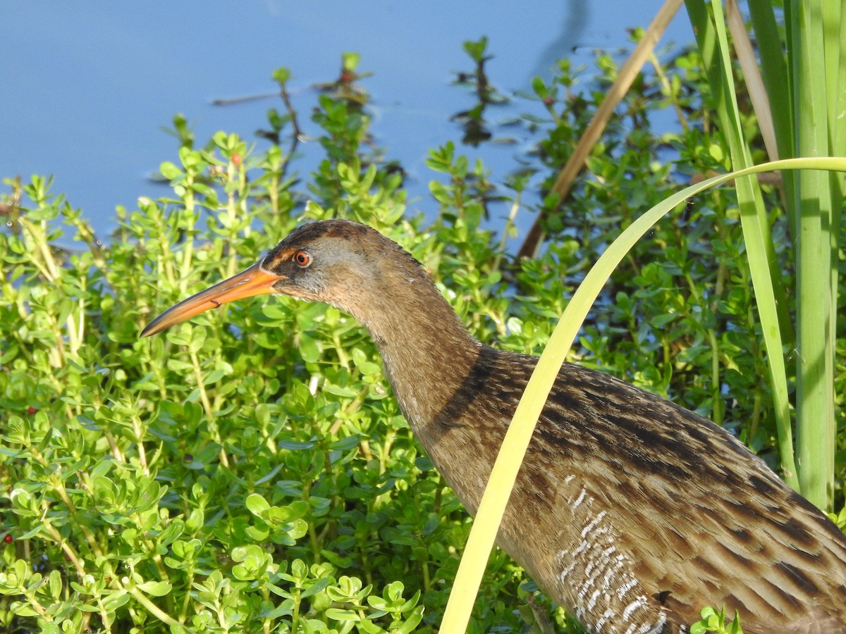 Clapper Rail - ML646711409