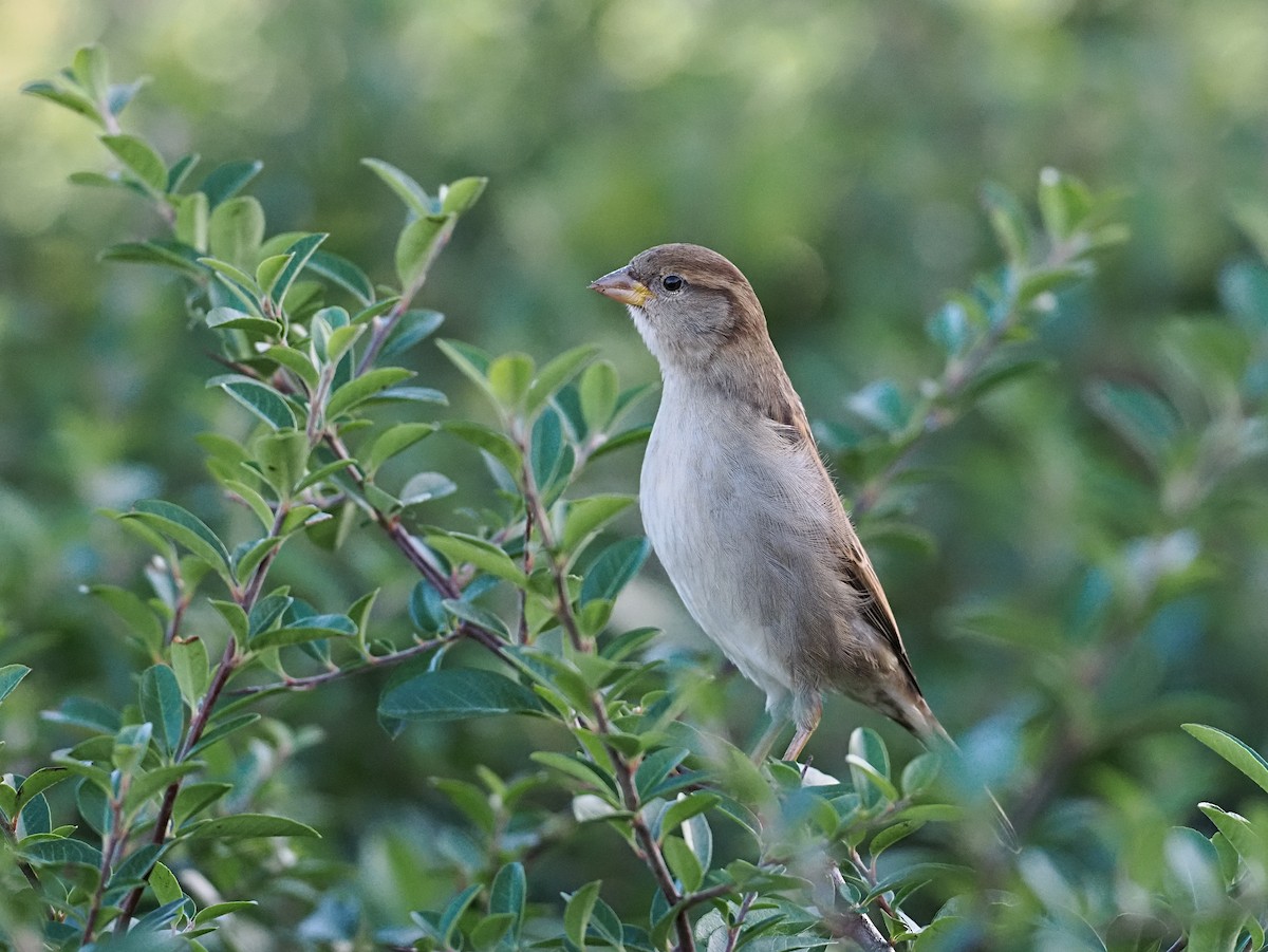 家麻雀 - ML646711410