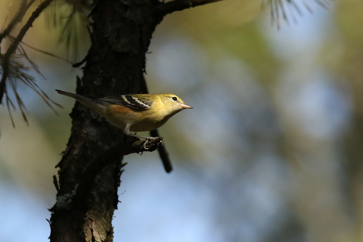 クリイロアメリカムシクイ - ML646711411