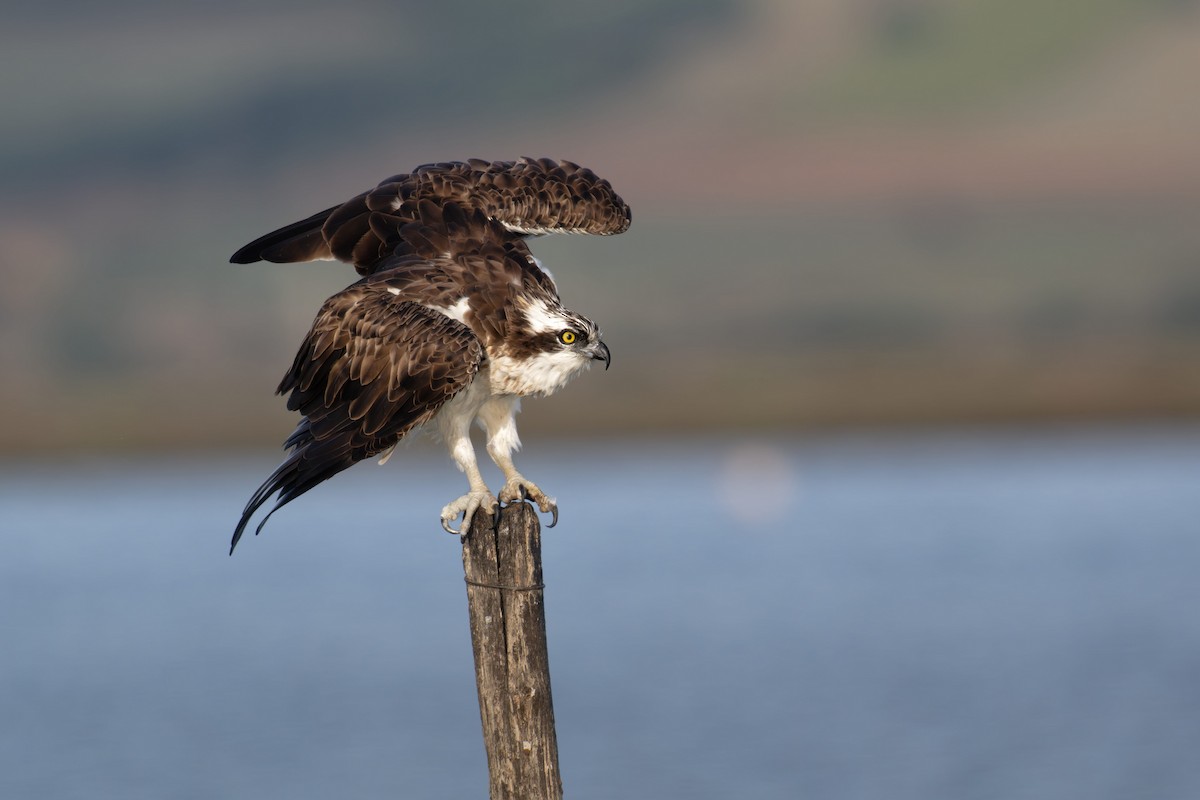 魚鷹 - ML646711412