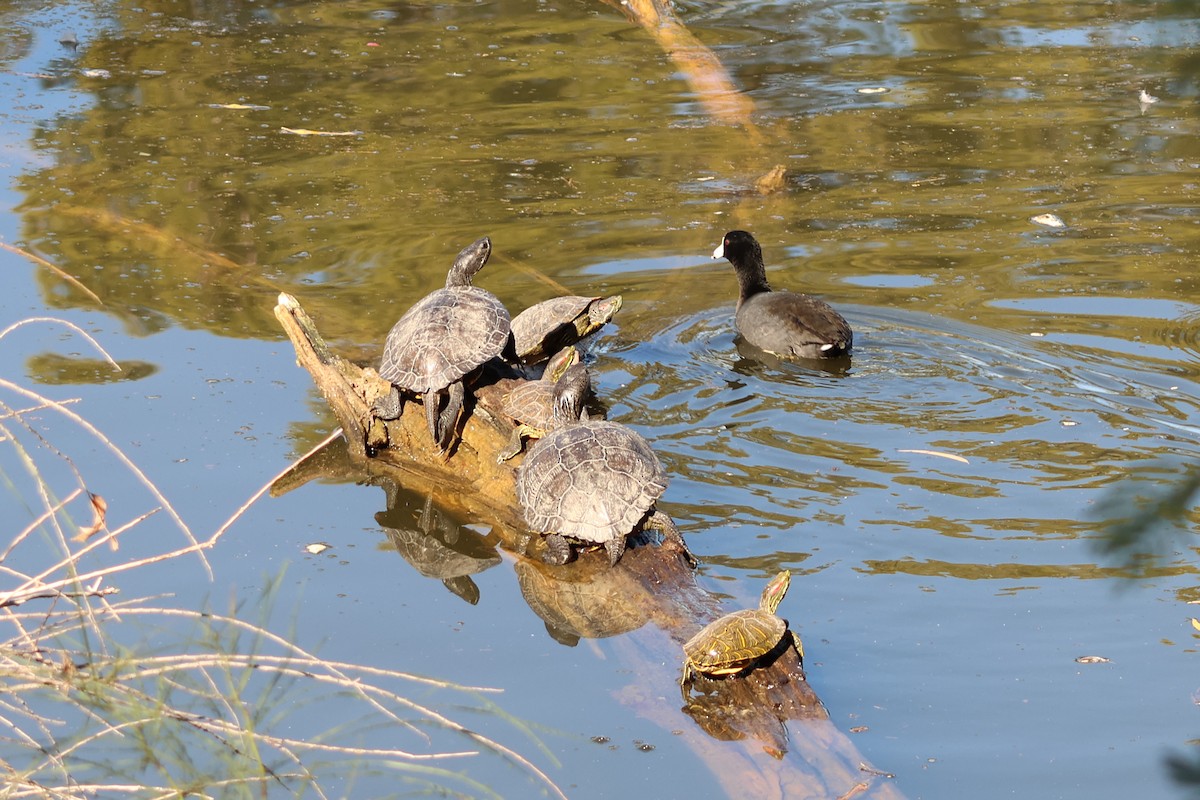 American Coot - ML646711413