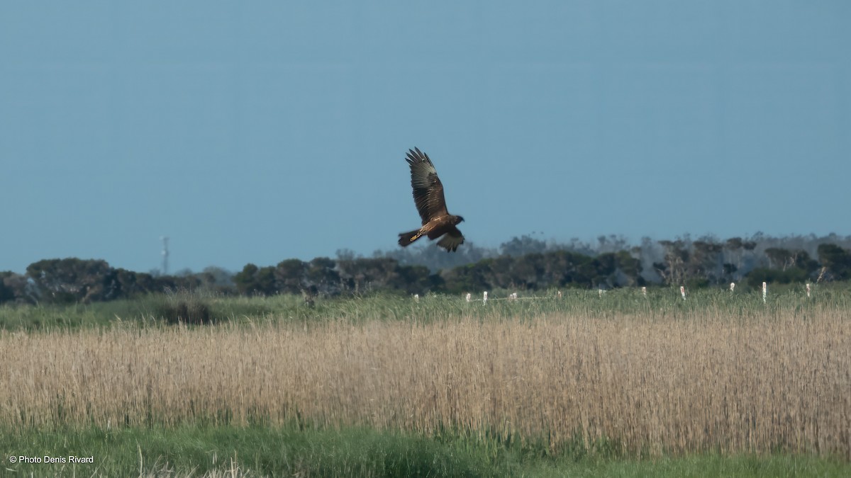 Swamp Harrier - ML646711414
