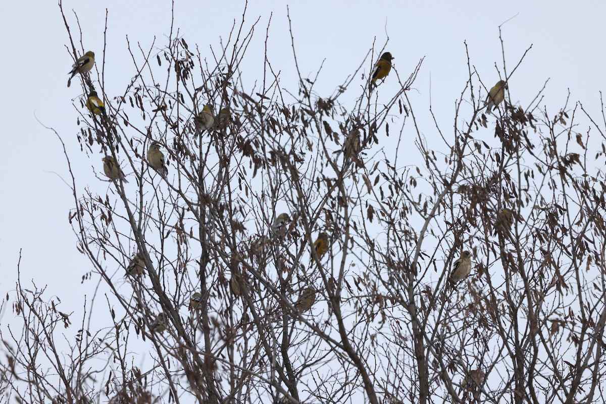 Abendkernbeißer - ML646711415