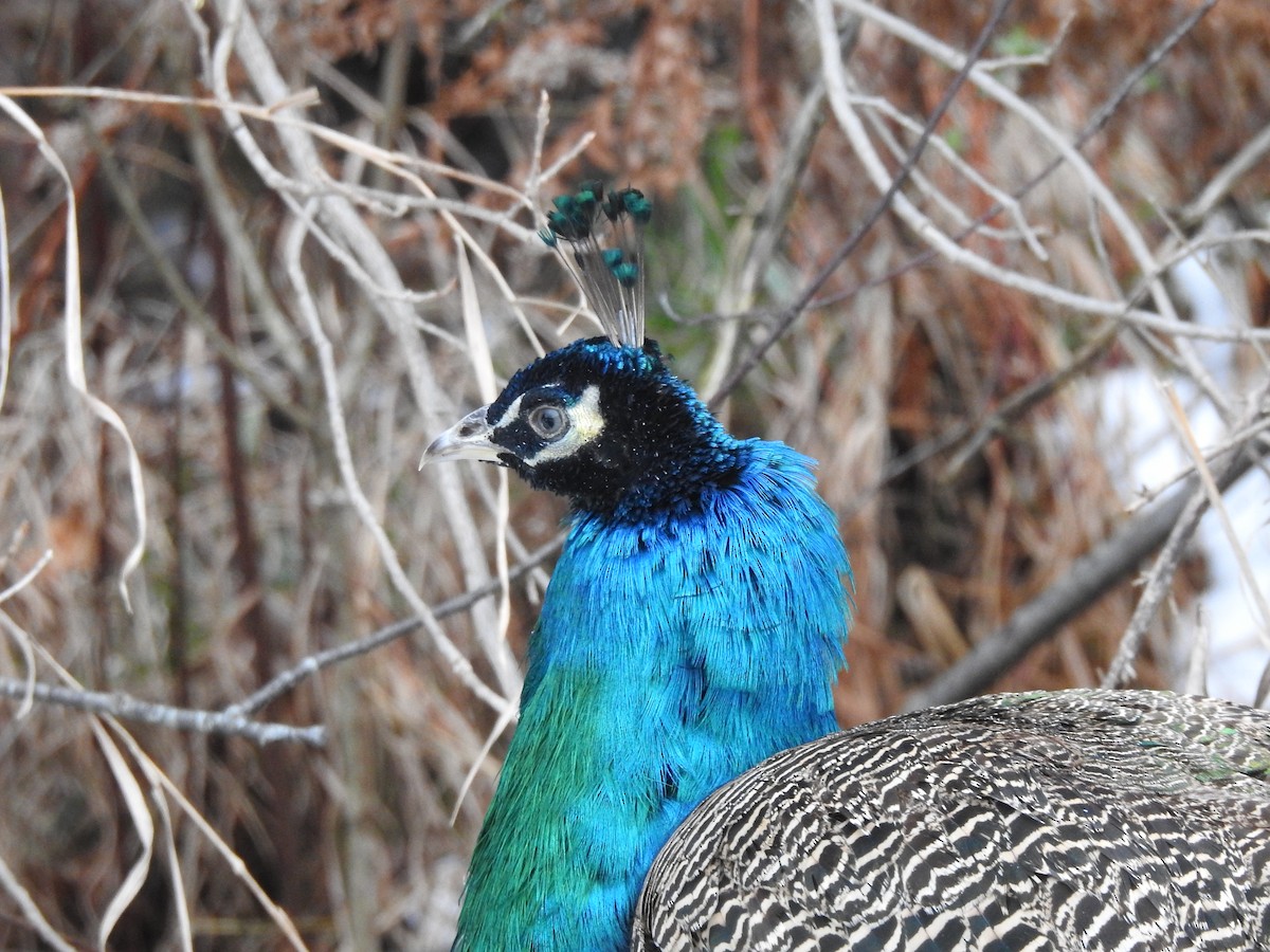 藍孔雀 - ML646711416