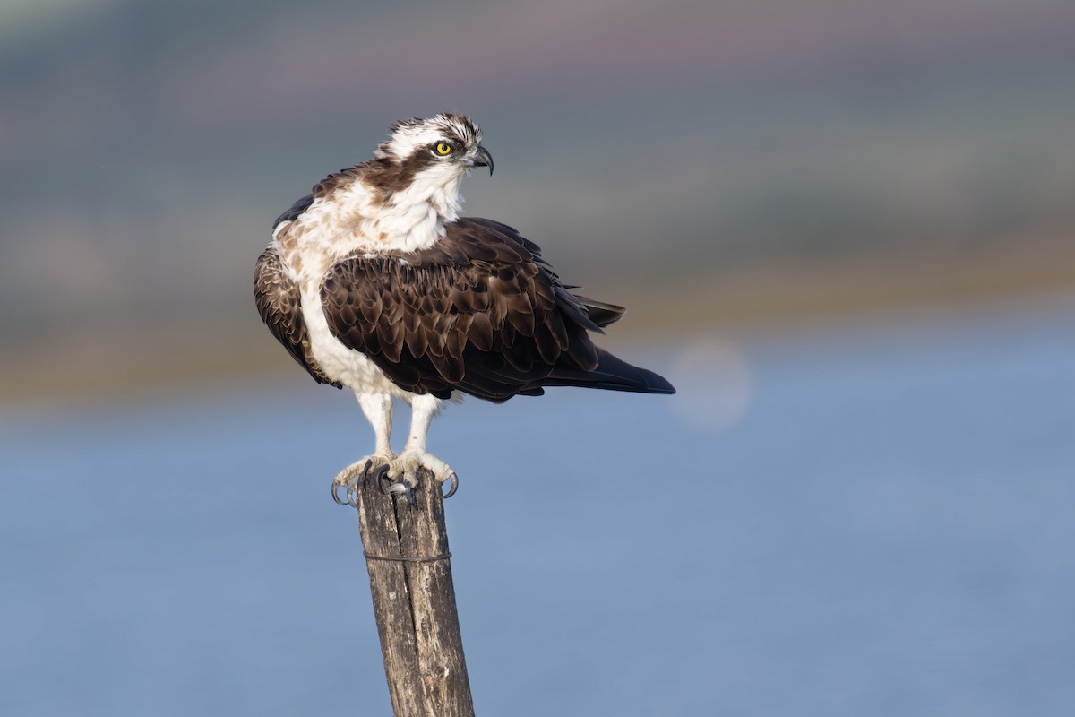 魚鷹 - ML646711417