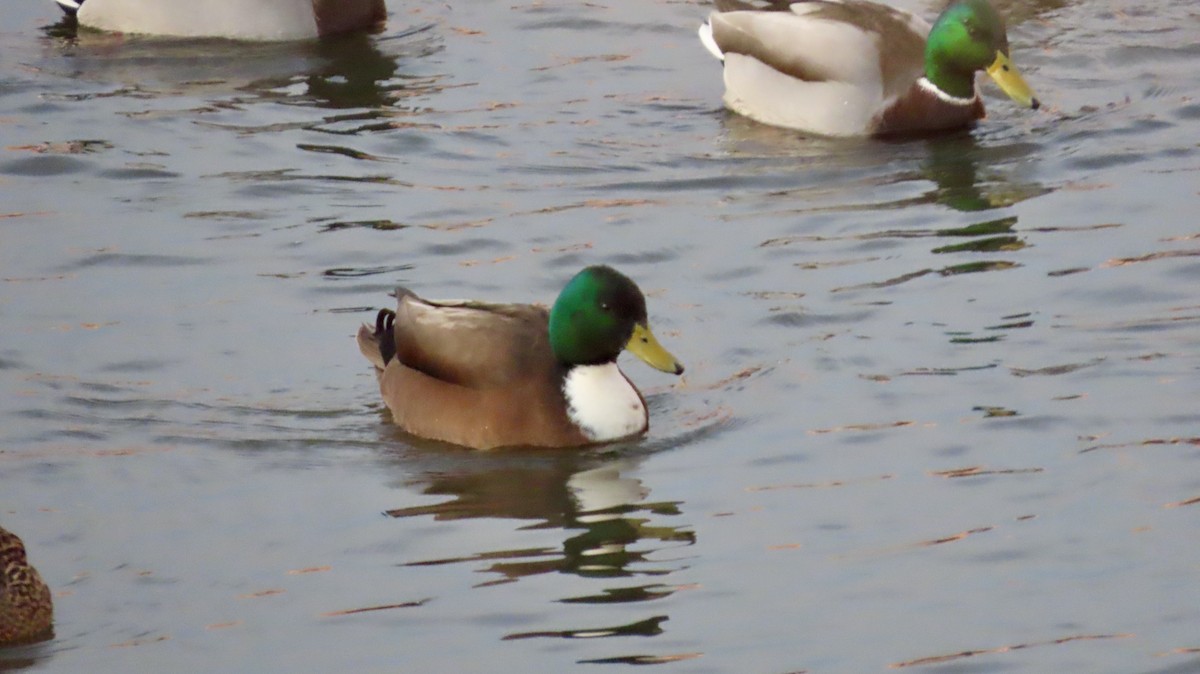 綠頭鴨(馴化) - ML646711418
