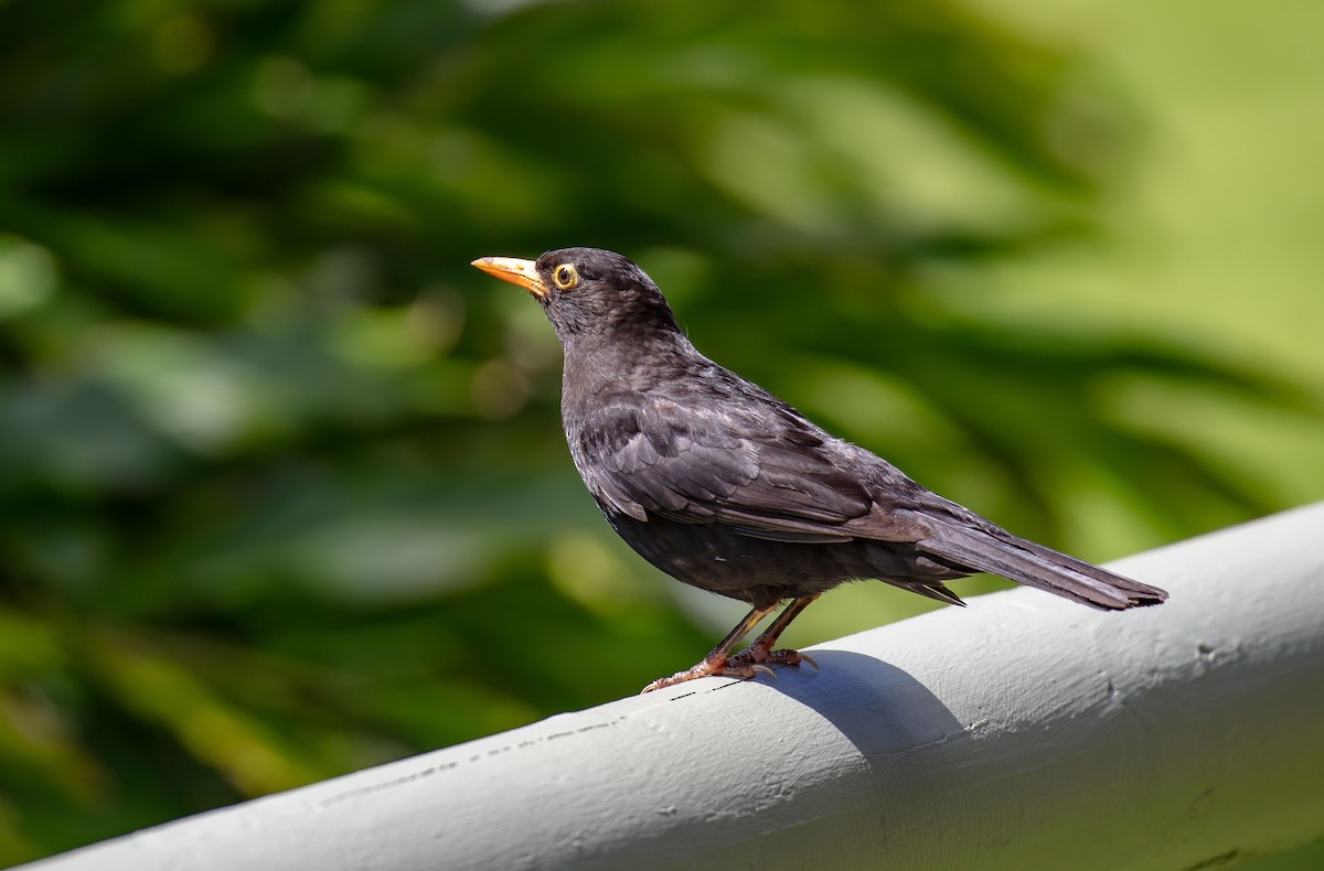 Eurasian Blackbird - ML646711419
