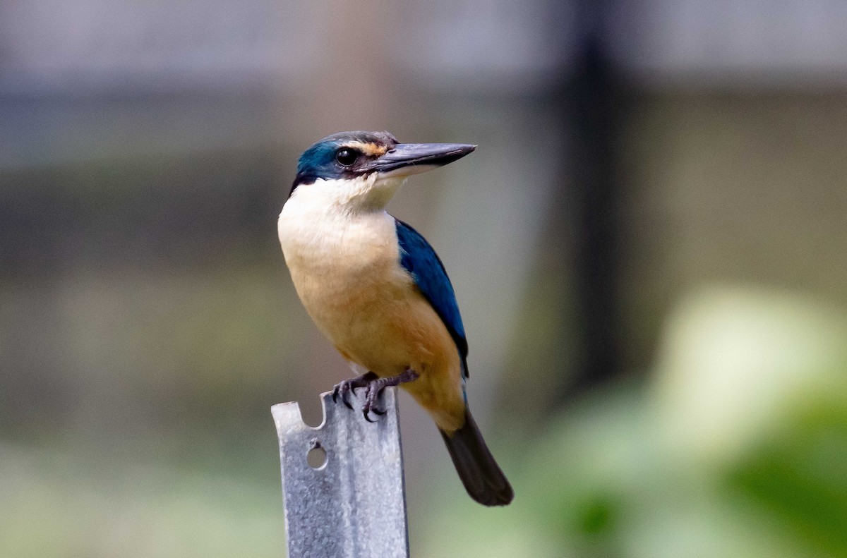 maskaraisfugl - ML646711420