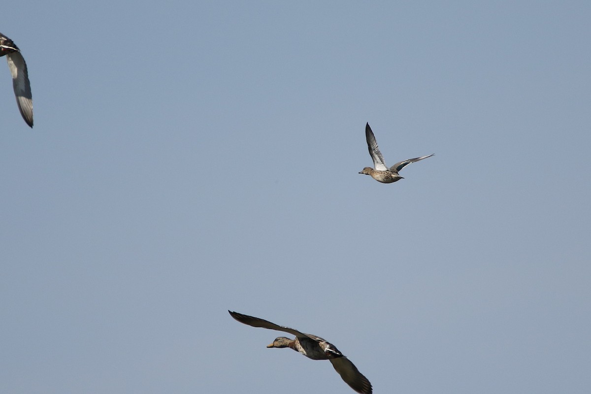 コガモ - ML646711428