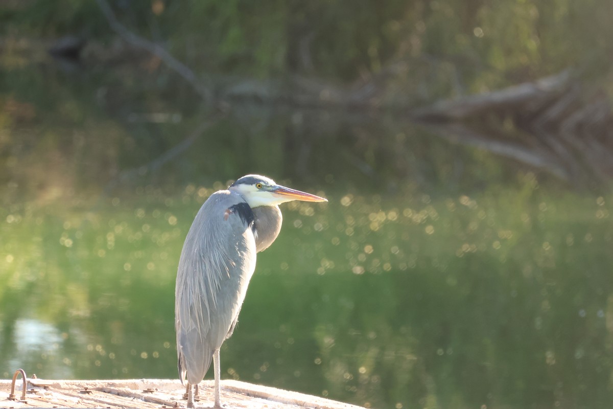 Большая голубая цапля - ML646711430