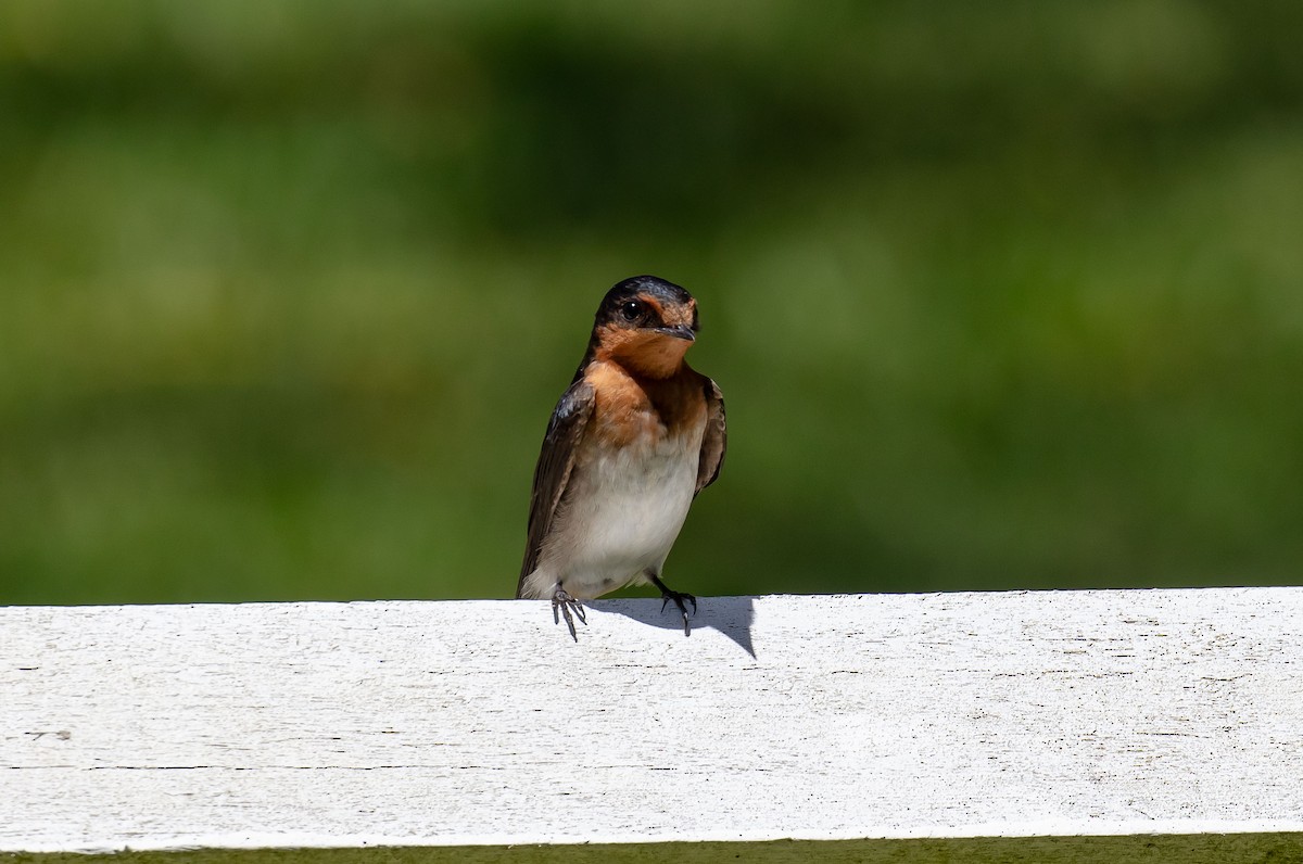 Welcome Swallow - ML646711431