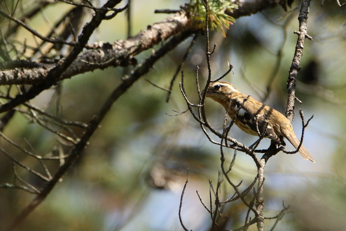 ムネアカイカル - ML646711432