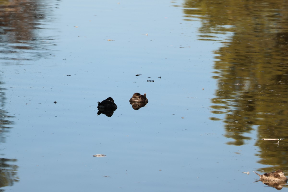 Американская савка - ML646711447