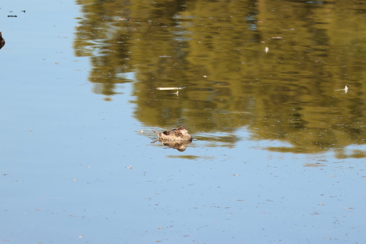 Американская савка - ML646711448