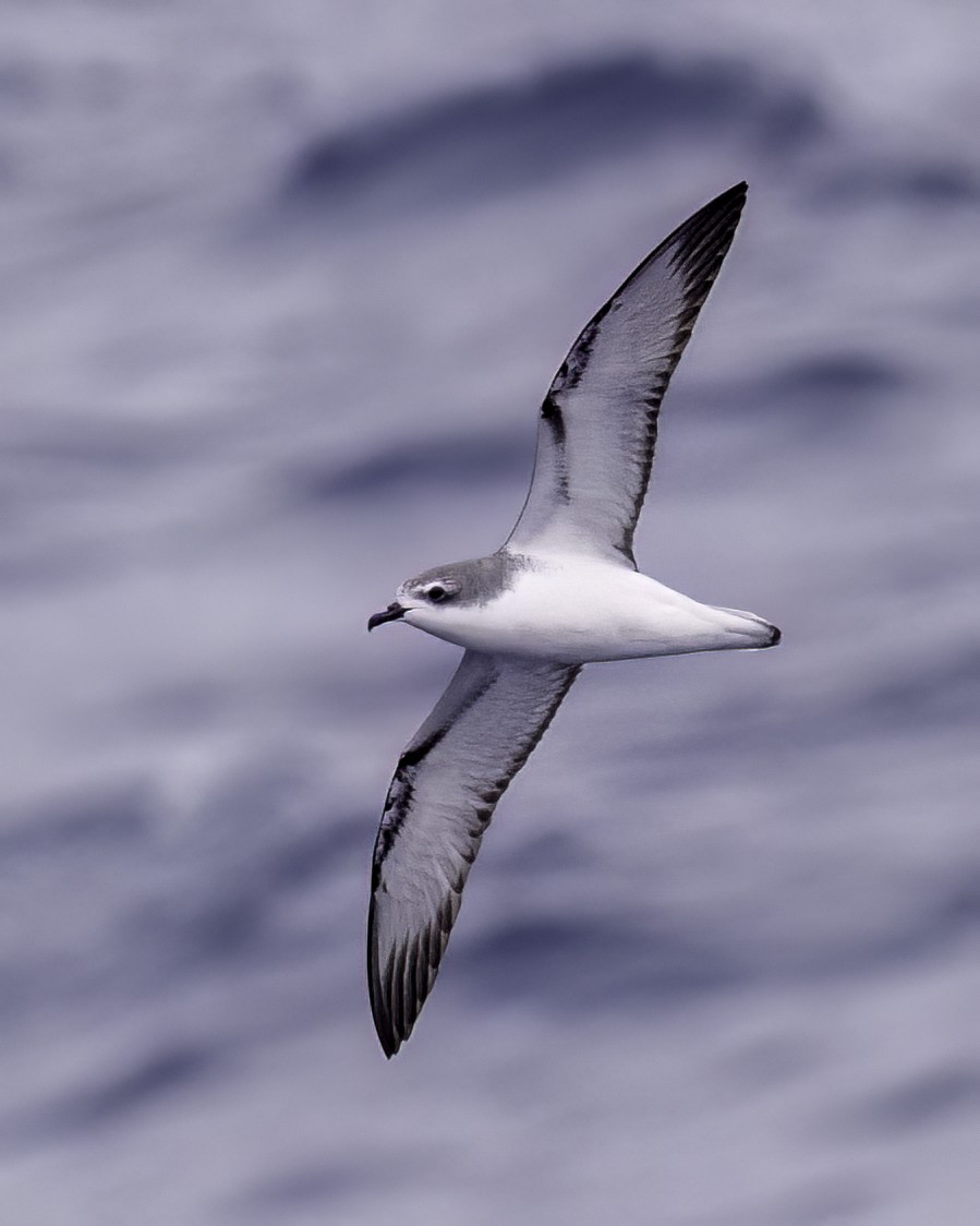 buřňák Cookův - ML646711455