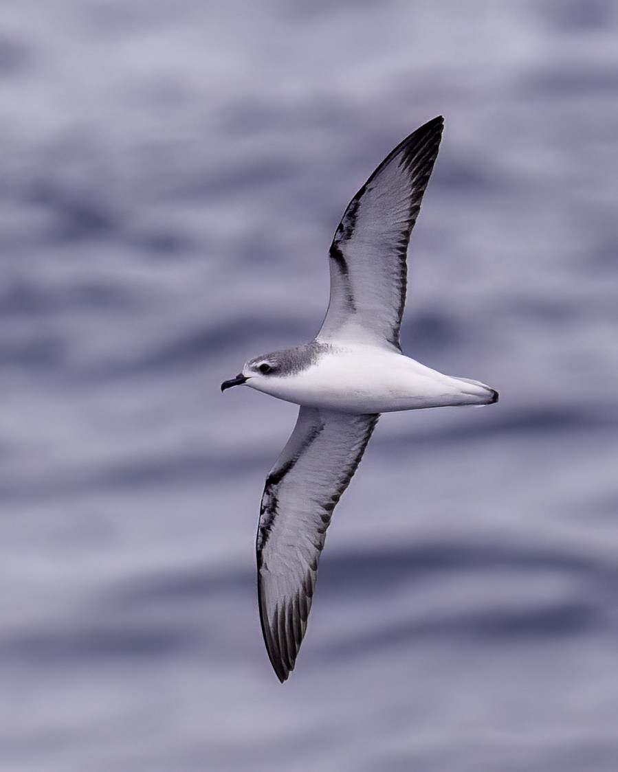 buřňák Cookův - ML646711456