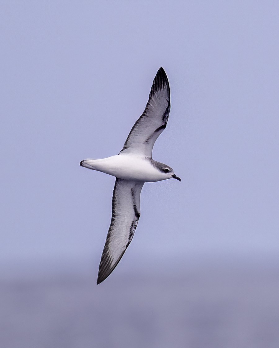 buřňák Cookův - ML646711458