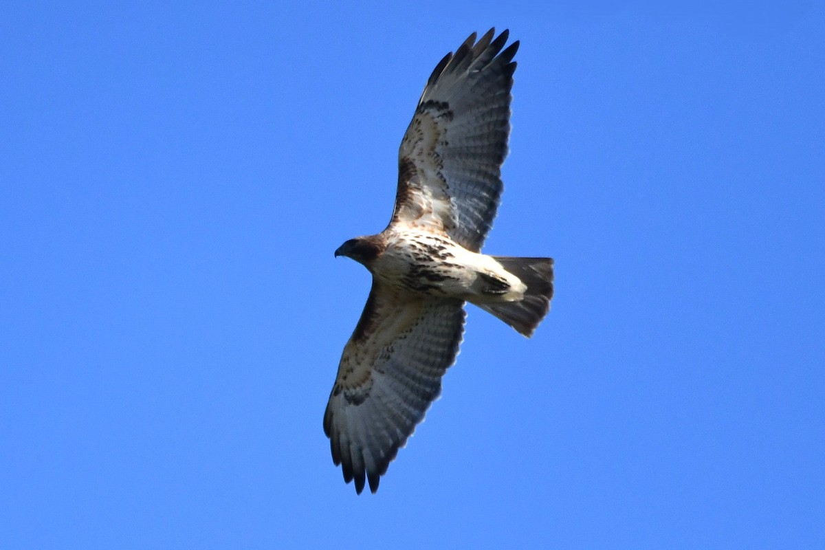 Kızıl Kuyruklu Şahin (abieticola) - ML646711465