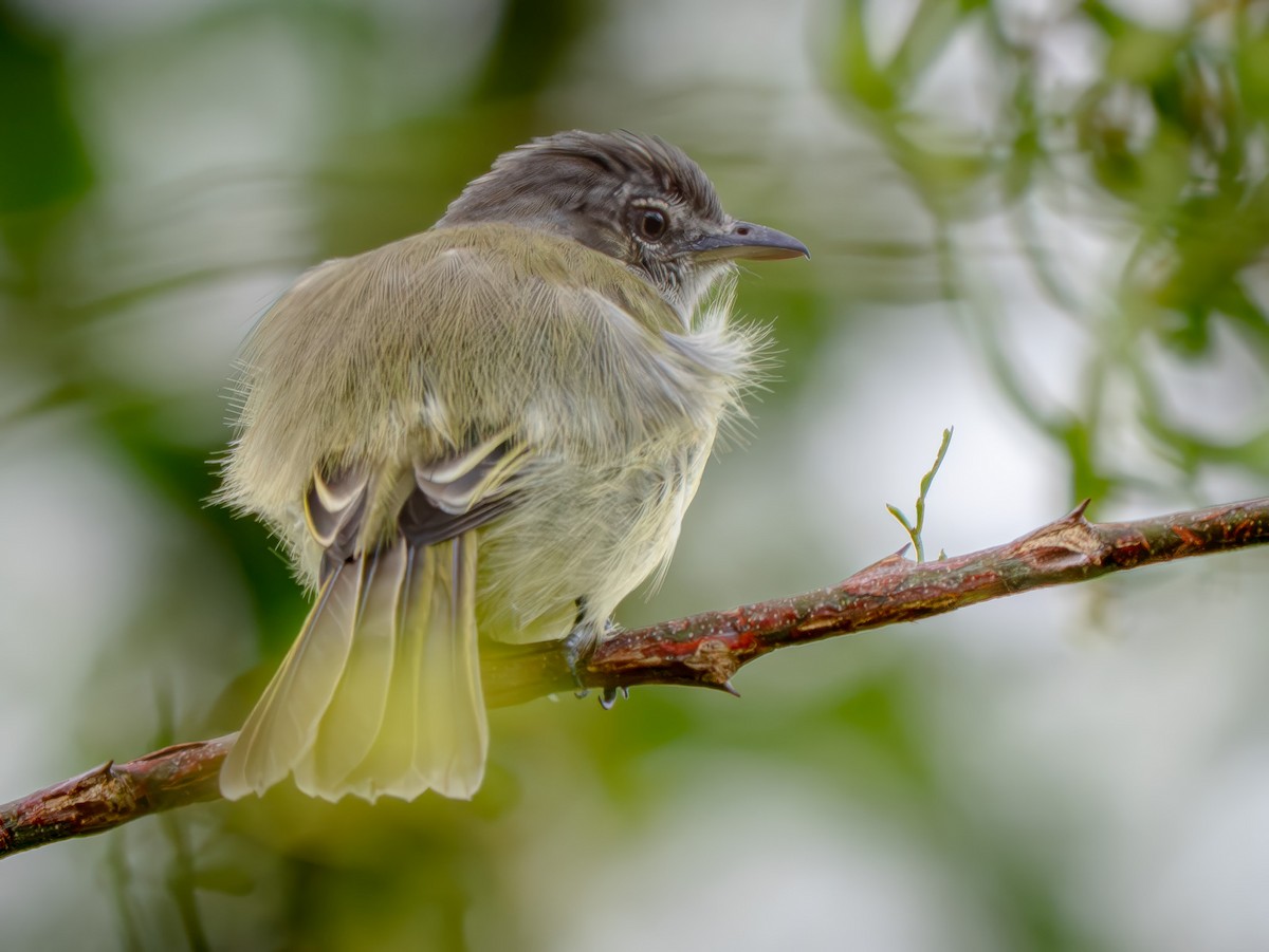 Yellow-olive Flatbill - ML646711473