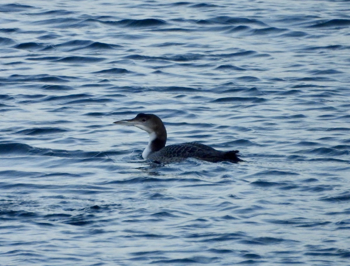 ハシグロアビ - ML646711478