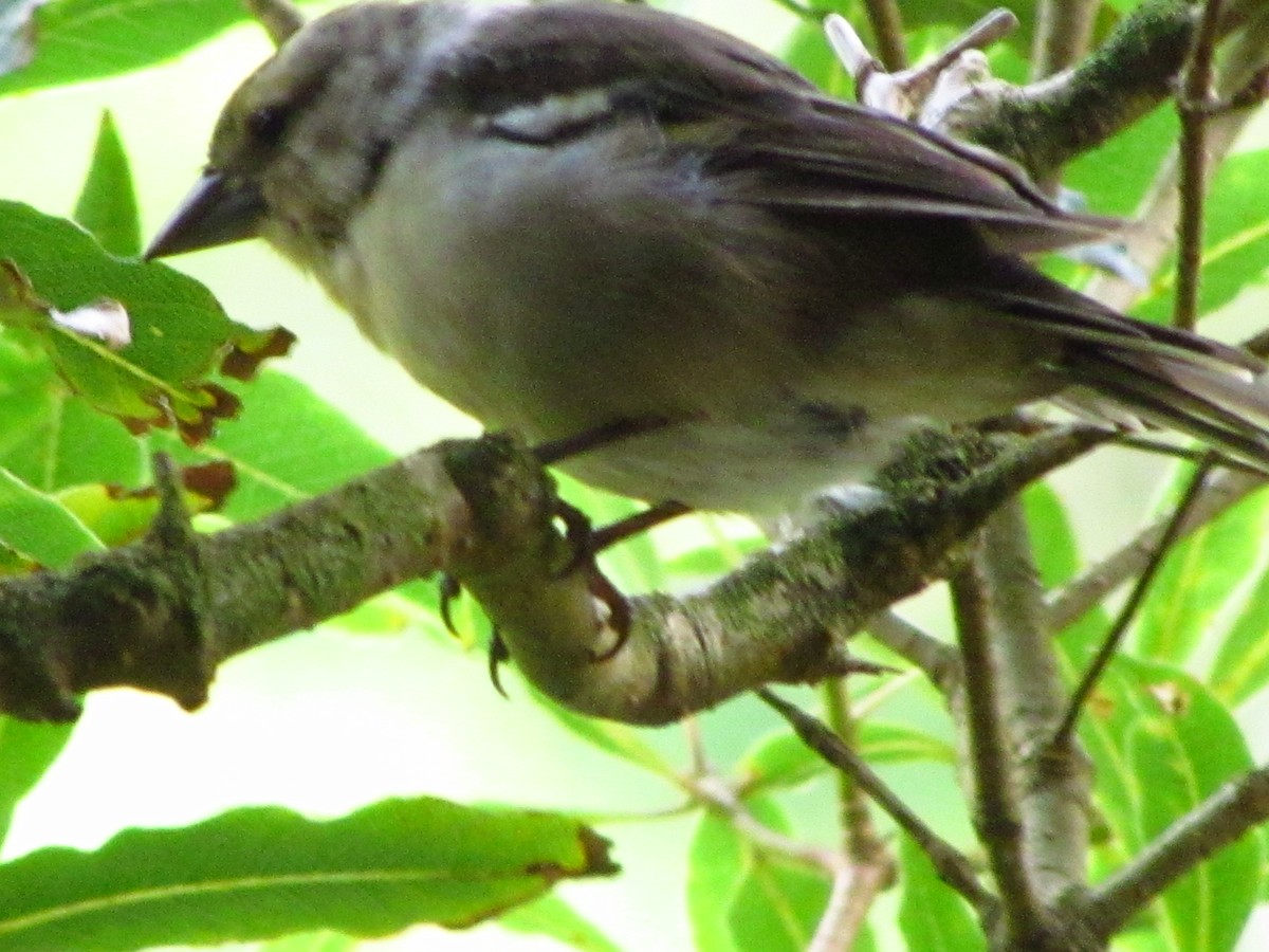 Azores Chaffinch - ML646711479