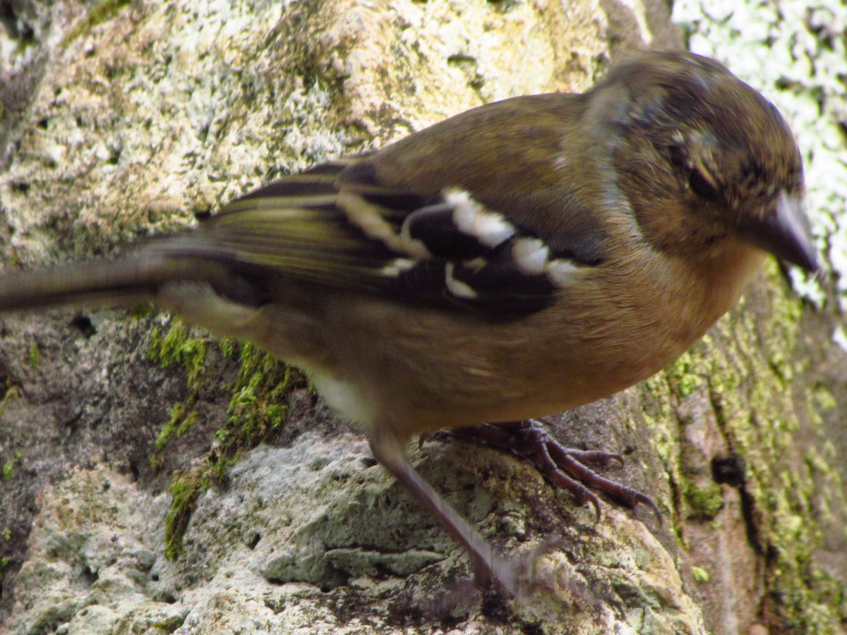 Azores Chaffinch - ML646711480