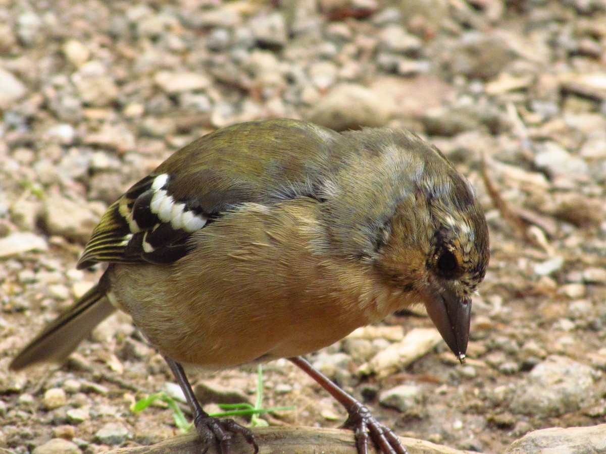 Azores Chaffinch - ML646711481