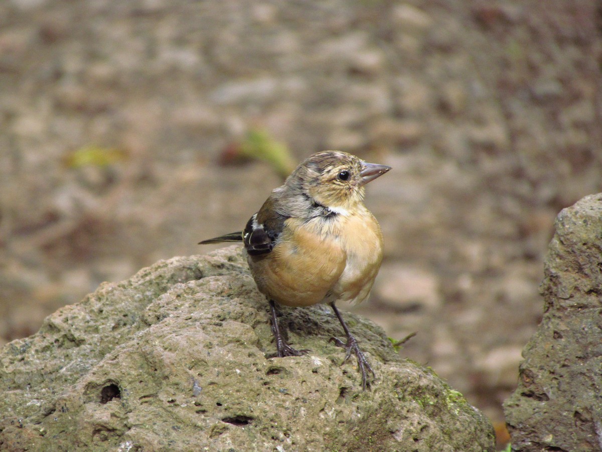 Azores Chaffinch - ML646711482