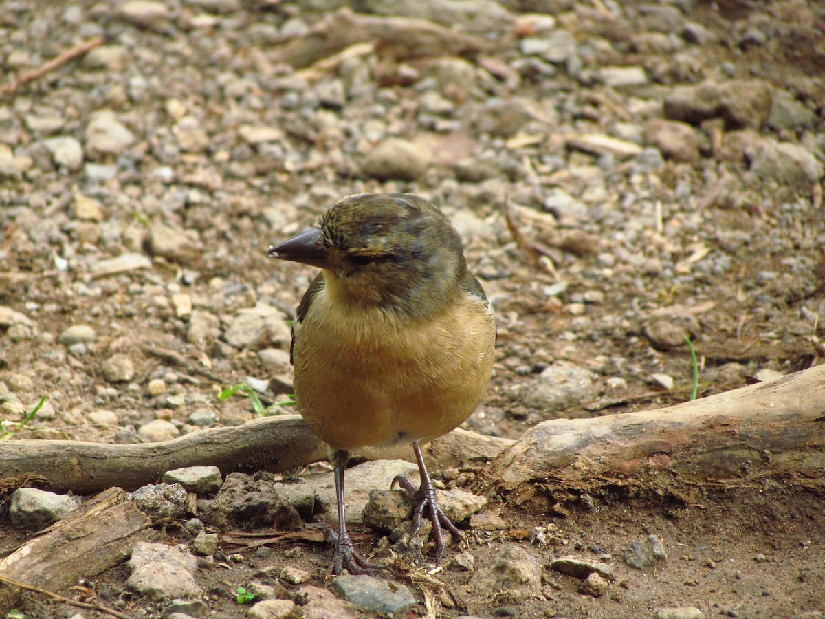 Azores Chaffinch - ML646711483