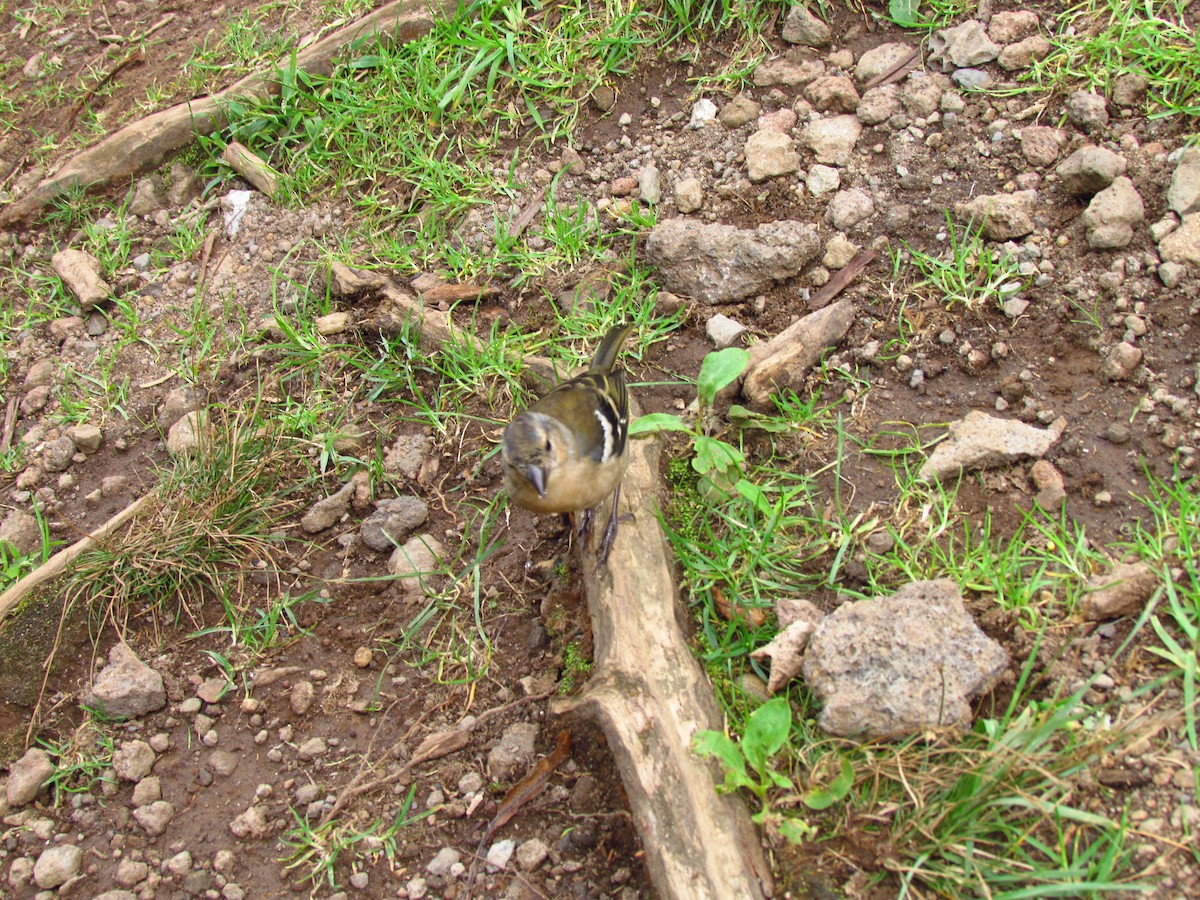 Azores Chaffinch - ML646711484