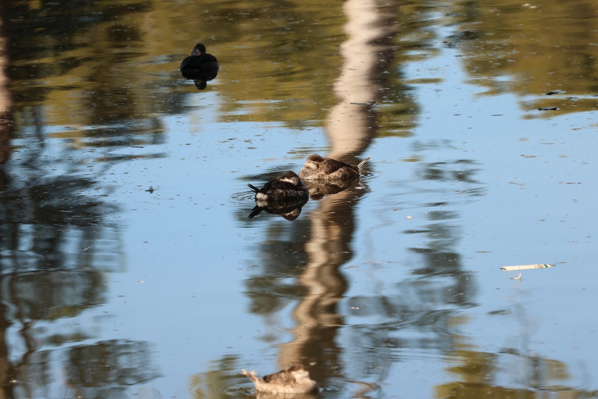 Американская савка - ML646711486