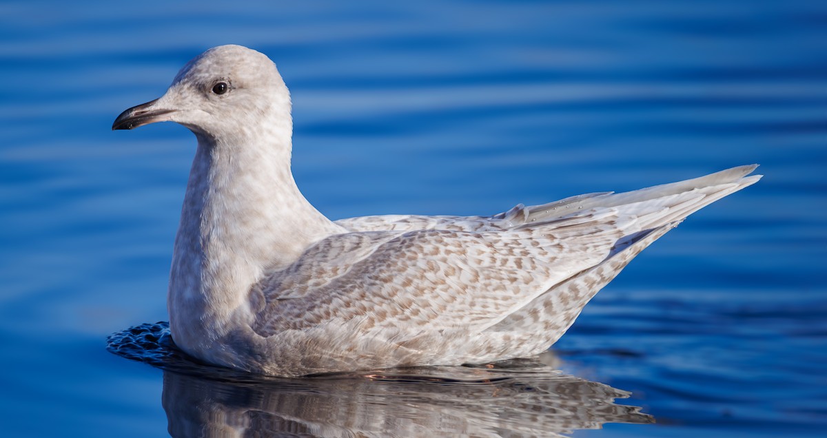 grønlandsmåke - ML646711493