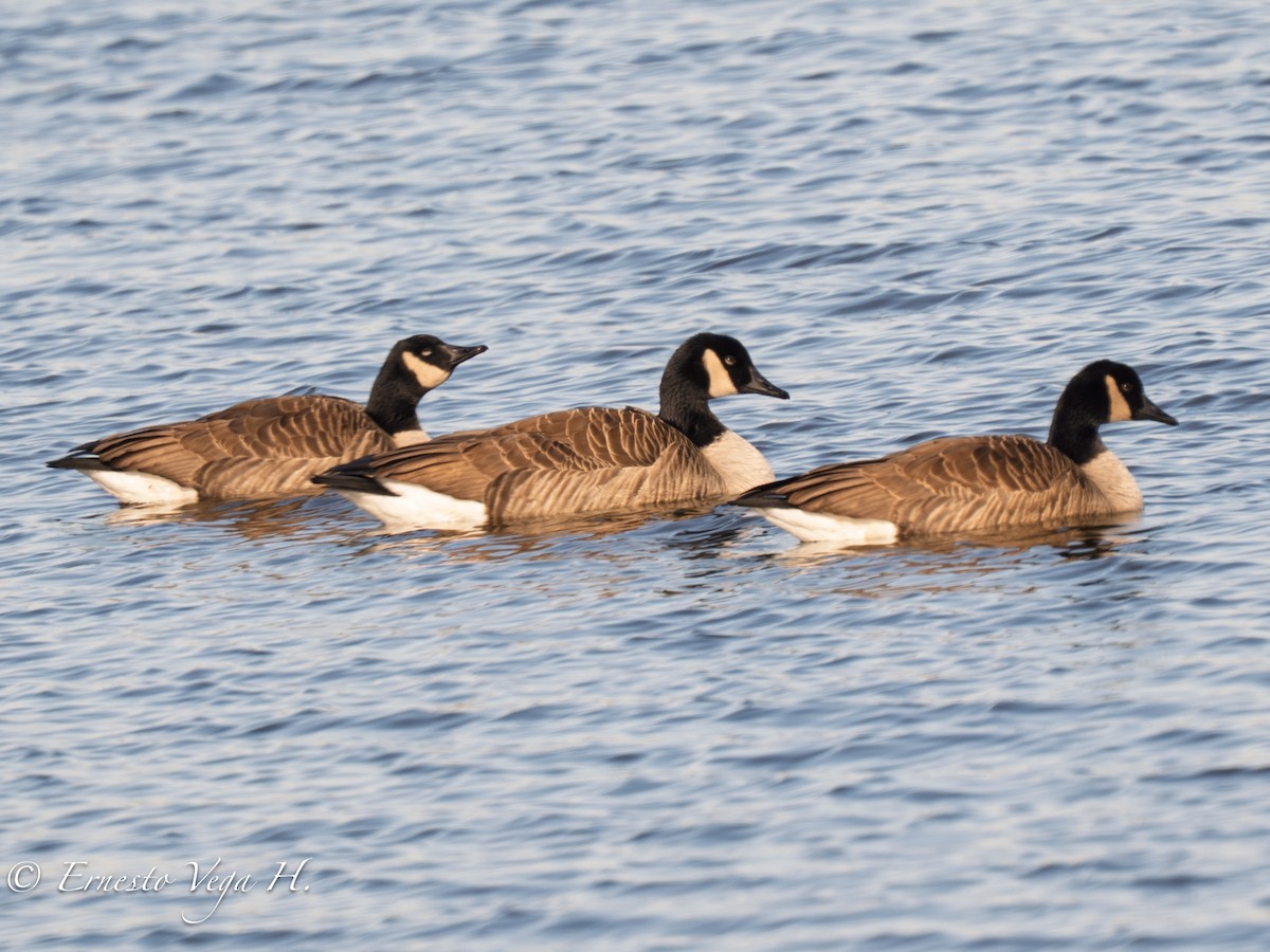 Canada Goose - ML646711495