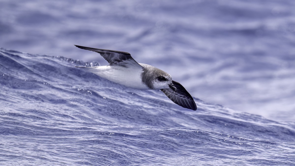 buřňák hebký - ML646711496