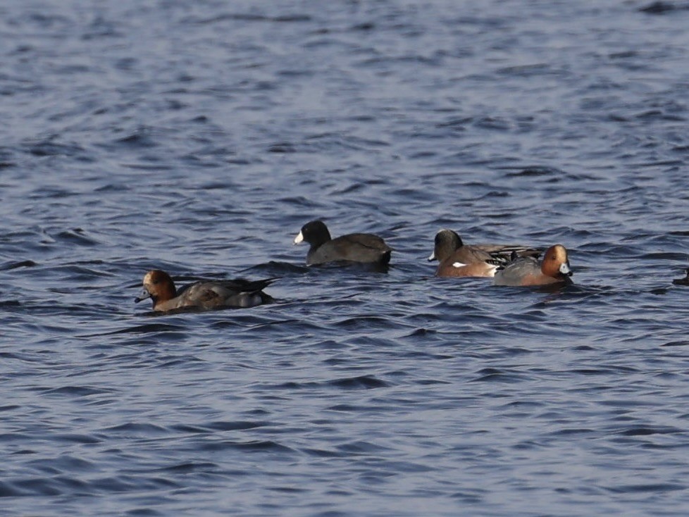 Свиязь - ML646711500