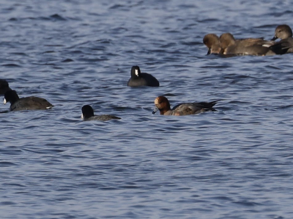 Свиязь - ML646711503