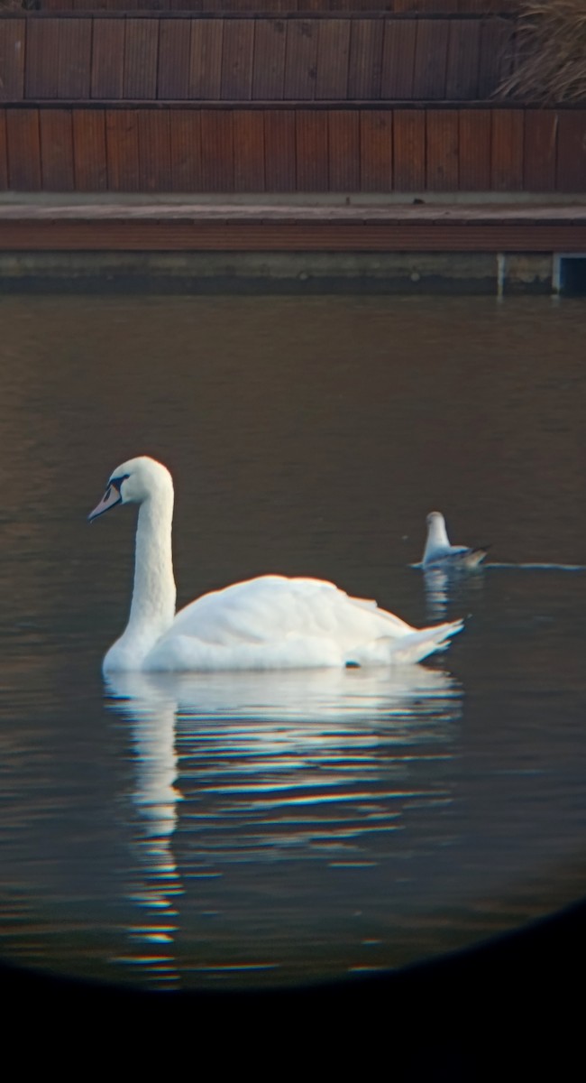 knoppsvane - ML646711504