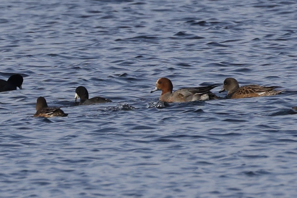 Свиязь - ML646711505