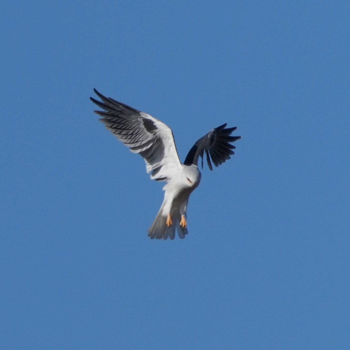 White-tailed Kite - ML646711506
